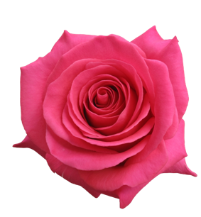 <h4>R Gr Pink Floyd! Hot Pink 50cm EC</h4>