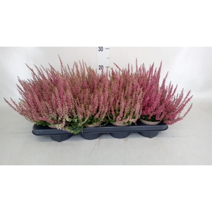 Calluna vulg. 'Garden G Athene'