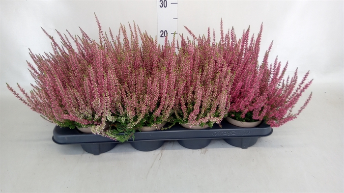 <h4>Calluna vulg. 'Garden G Athene'</h4>