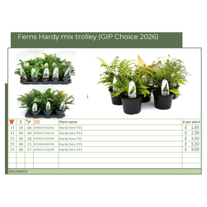 Ferns Hardy mix trolley (GIP Choice 2026) (MG26055)