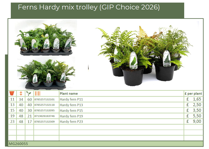 <h4>Ferns Hardy mix trolley (GIP Choice 2026) (MG26055)</h4>