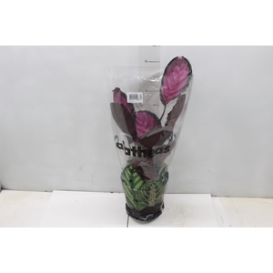 CALATHEA ROSEA PICTA CRIMSON P17