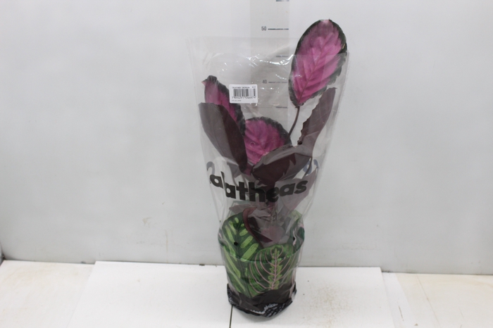 <h4>CALATHEA ROSEA PICTA CRIMSON P17</h4>