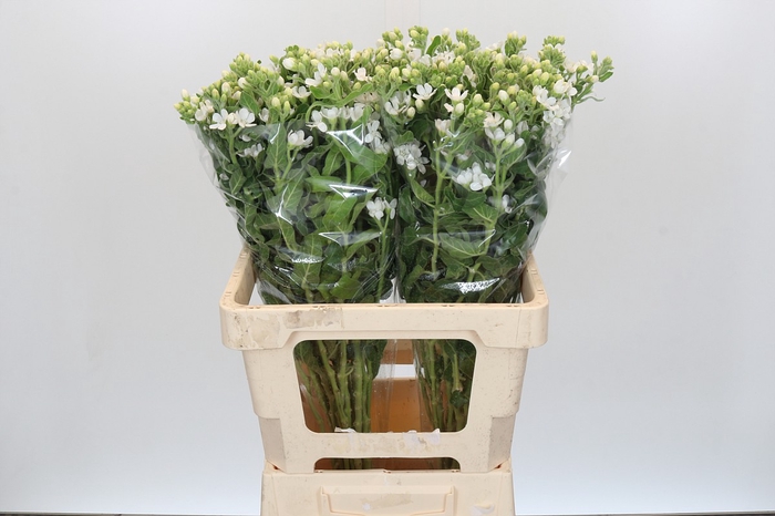 <h4>Oxypetalum Alba</h4>