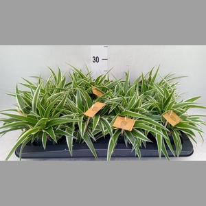 Chlorophytum com. 'Ocean'