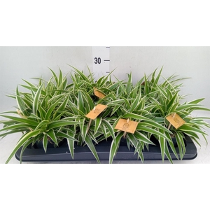 Chlorophytum com. 'Ocean'
