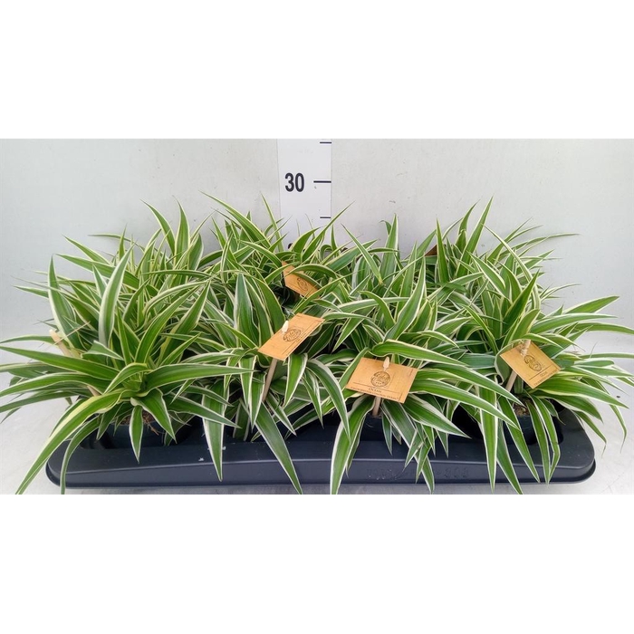 <h4>Chlorophytum com. 'Ocean'</h4>