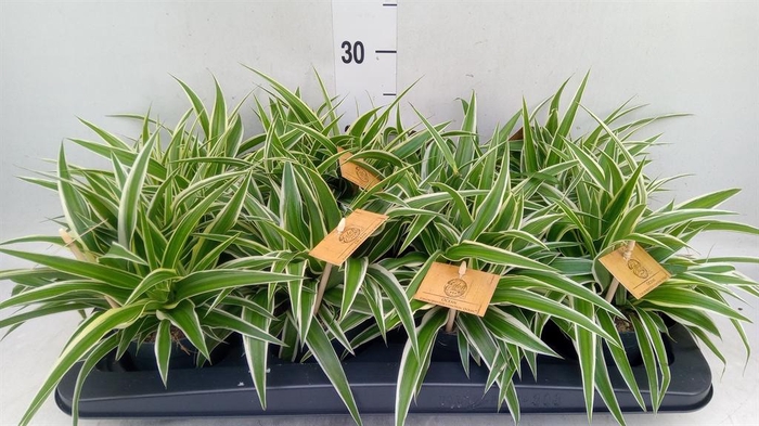 <h4>Chlorophytum com. 'Ocean'</h4>