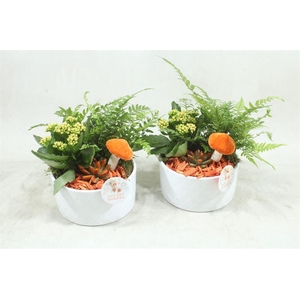 arr2 SPP VA002 EVA WHITE ORANGE