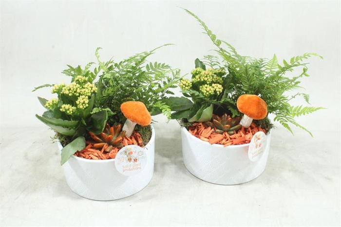 <h4>arr2 SPP VA002 EVA WHITE ORANGE</h4>