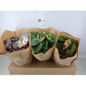 Planten Groen   ...mix  3