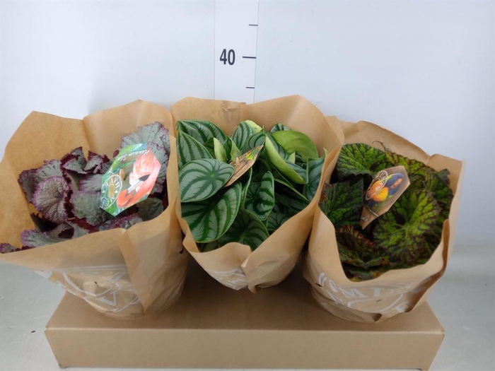 <h4>Planten Groen   ...mix  3</h4>