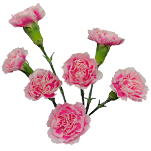 DIAN.TR. Cosmocherry