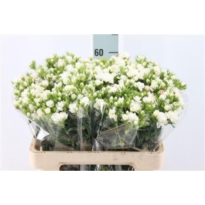 Di Barb It. Double White