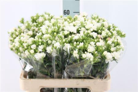 <h4>Di Barb It. Double White</h4>