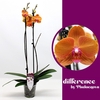 Phalaenopsis grootbloemig 2 tak oranje Tamara48468 Tamara