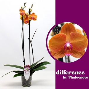 Phalaenopsis grootbloemig 2 tak oranje Tamara48468 Tamara