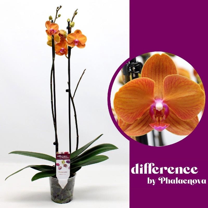 <h4>Phalaenopsis grootbloemig 2 tak oranje Tamara48468 Tamara</h4>
