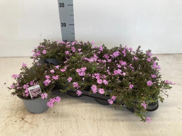 <h4>PHLOX S FORT HILL</h4>