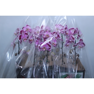 PHALAENOPSIS CASCATA P15 BICOLOR MIN 8 FLS
