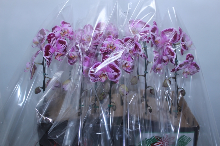 <h4>PHALAENOPSIS CASCATA P15 BICOLOR MIN 8 FLS</h4>