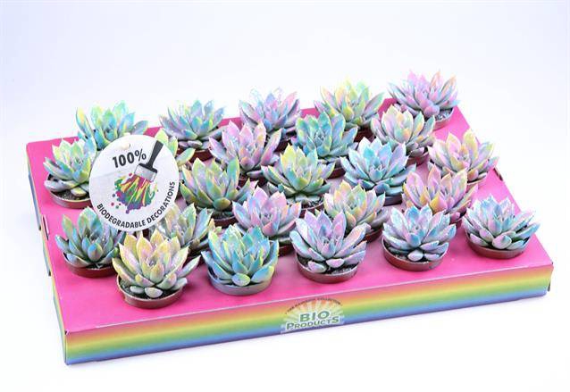 <h4>ECHEVERIA MULTI GLITTER MIX P5.5</h4>