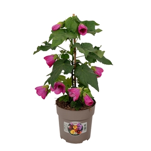 Abutilon P15 Roze