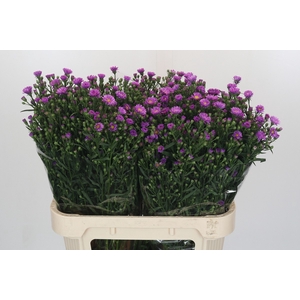 Aster Casarosa