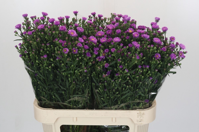 <h4>Aster Casarosa</h4>