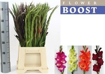 <h4>Glad Gr Mix In Bucket Flowerboost</h4>