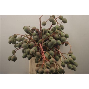 Euca Robusta Bells Per Bunch