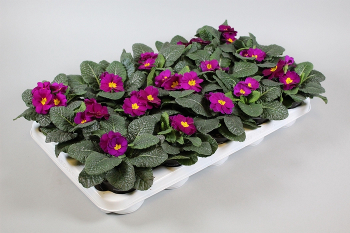 <h4>Primula Ac Op Kleur Violet</h4>