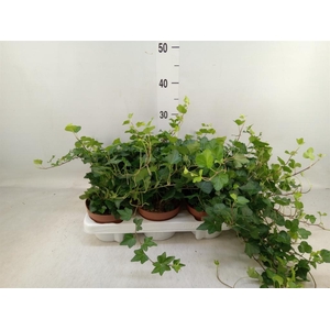 Hedera helix 'Wonder'