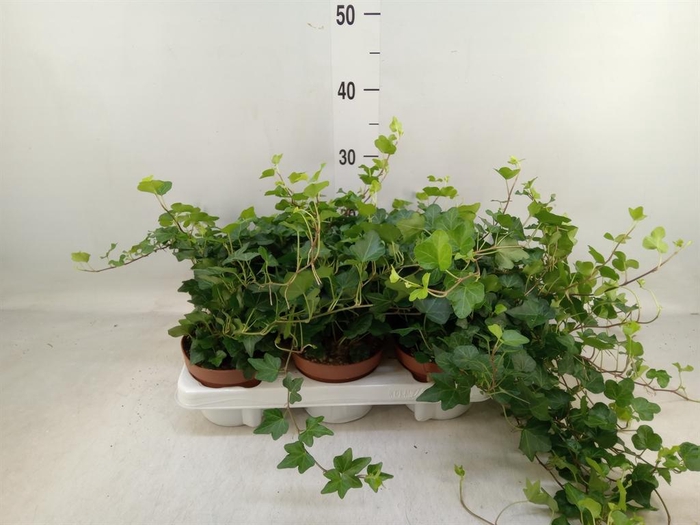 <h4>Hedera helix 'Wonder'</h4>