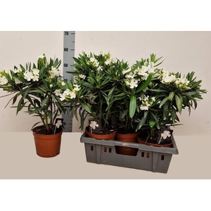 NERI OLEANDER