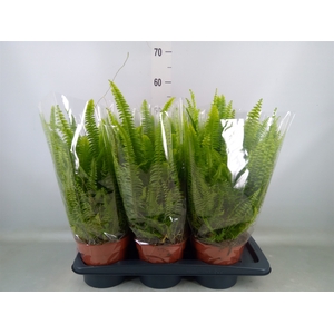 Nephrolepis exal. 'Green Lady'