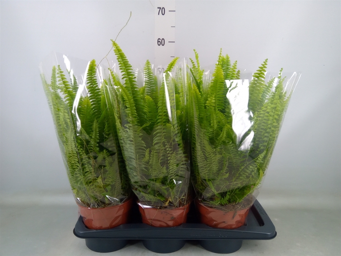 <h4>Nephrolepis exal. 'Green Lady'</h4>