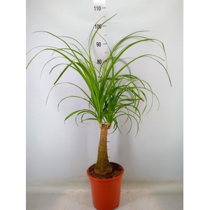 Beaucarnea recurvata