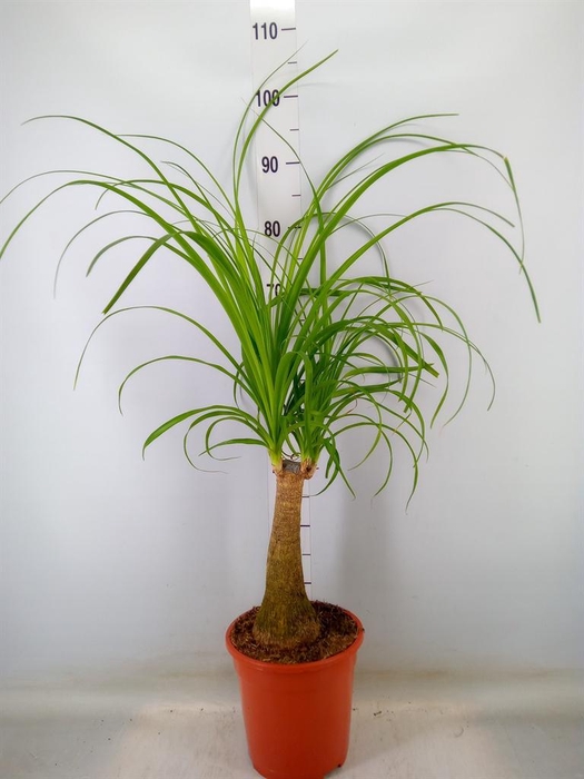 <h4>Beaucarnea recurvata</h4>