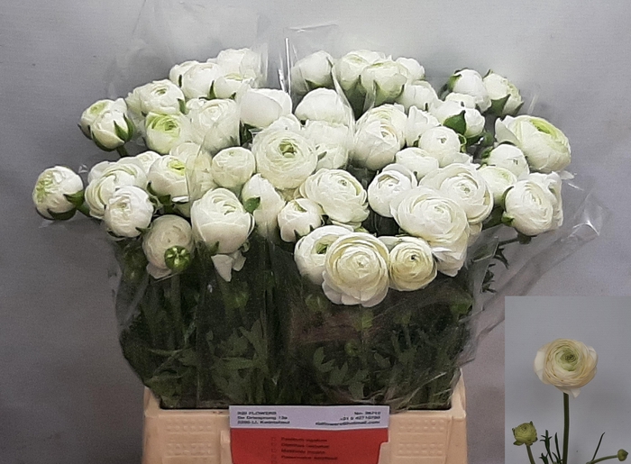 <h4>RAN AAZUR WHITE</h4>