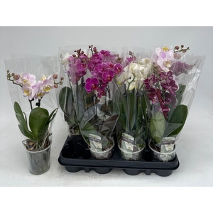 PHAL GEM
