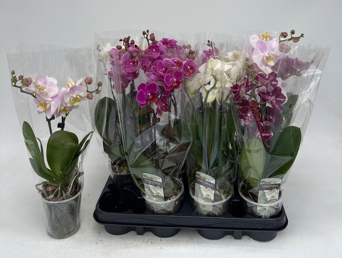 <h4>PHAL GEM</h4>