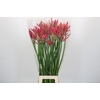 Nerine Lilac