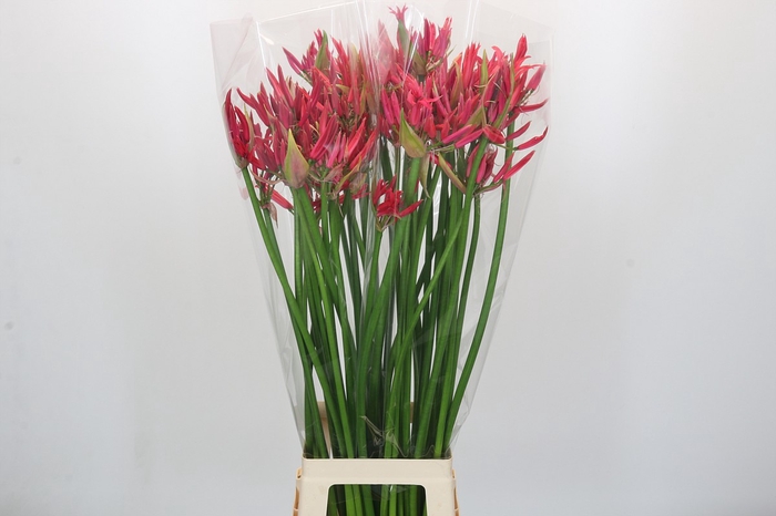 Nerine Lilac