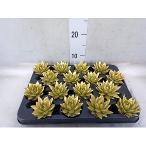 Echeveria  'Miranda'