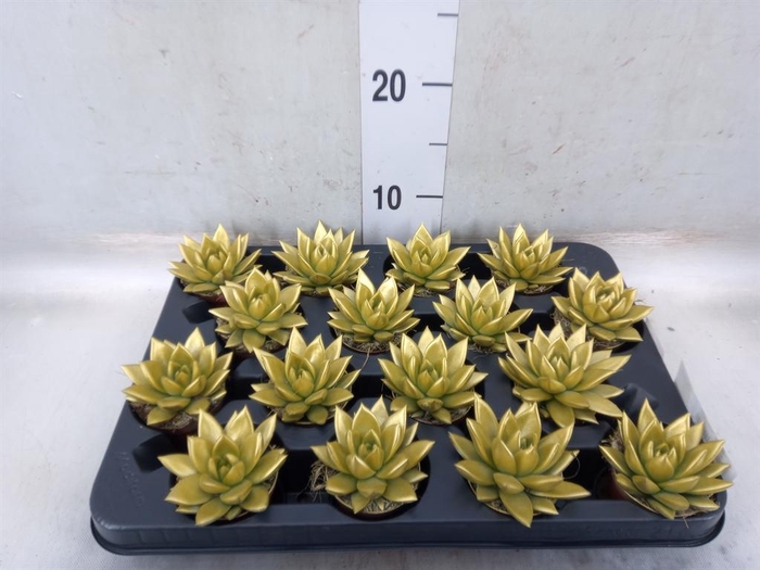 <h4>Echeveria  'Miranda'</h4>