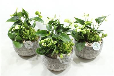 <h4>AE051 DAKOTA WHITE</h4>