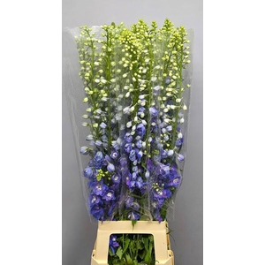 DELPH DU GUARD BLUE