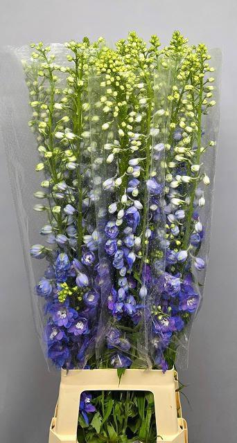 <h4>DELPH DU GUARD BLUE</h4>