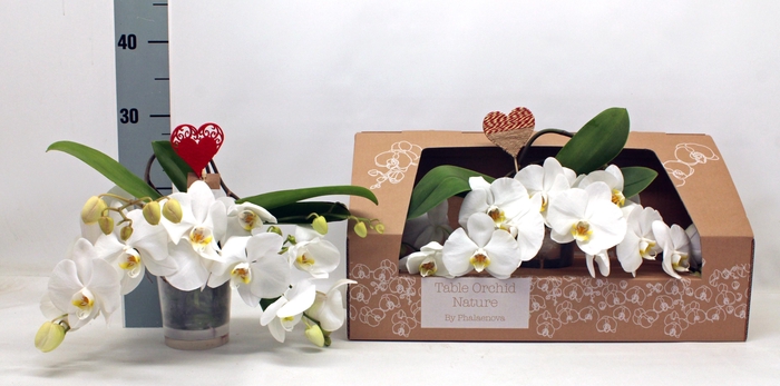 <h4>PHAL OV WIT</h4>